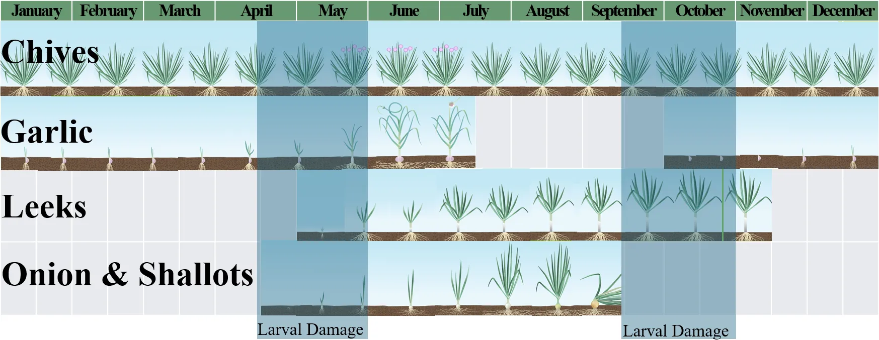 Pest activity calendar of ALM showing that adults start laying eggs in April and larval damage occurs in April/May as well as September/October.