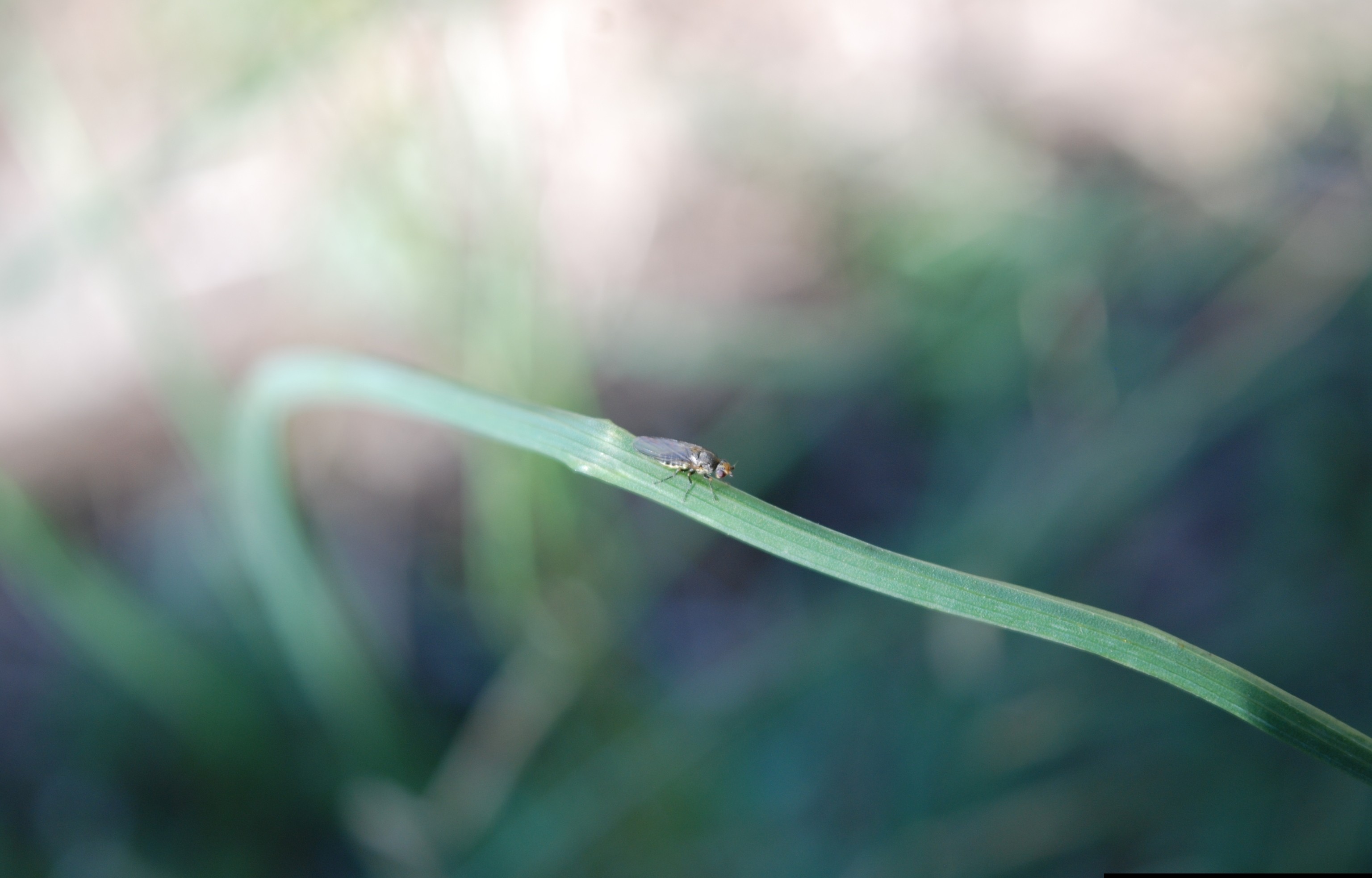 Adult Allium leafminer fly has a grey and black body with a yellow head