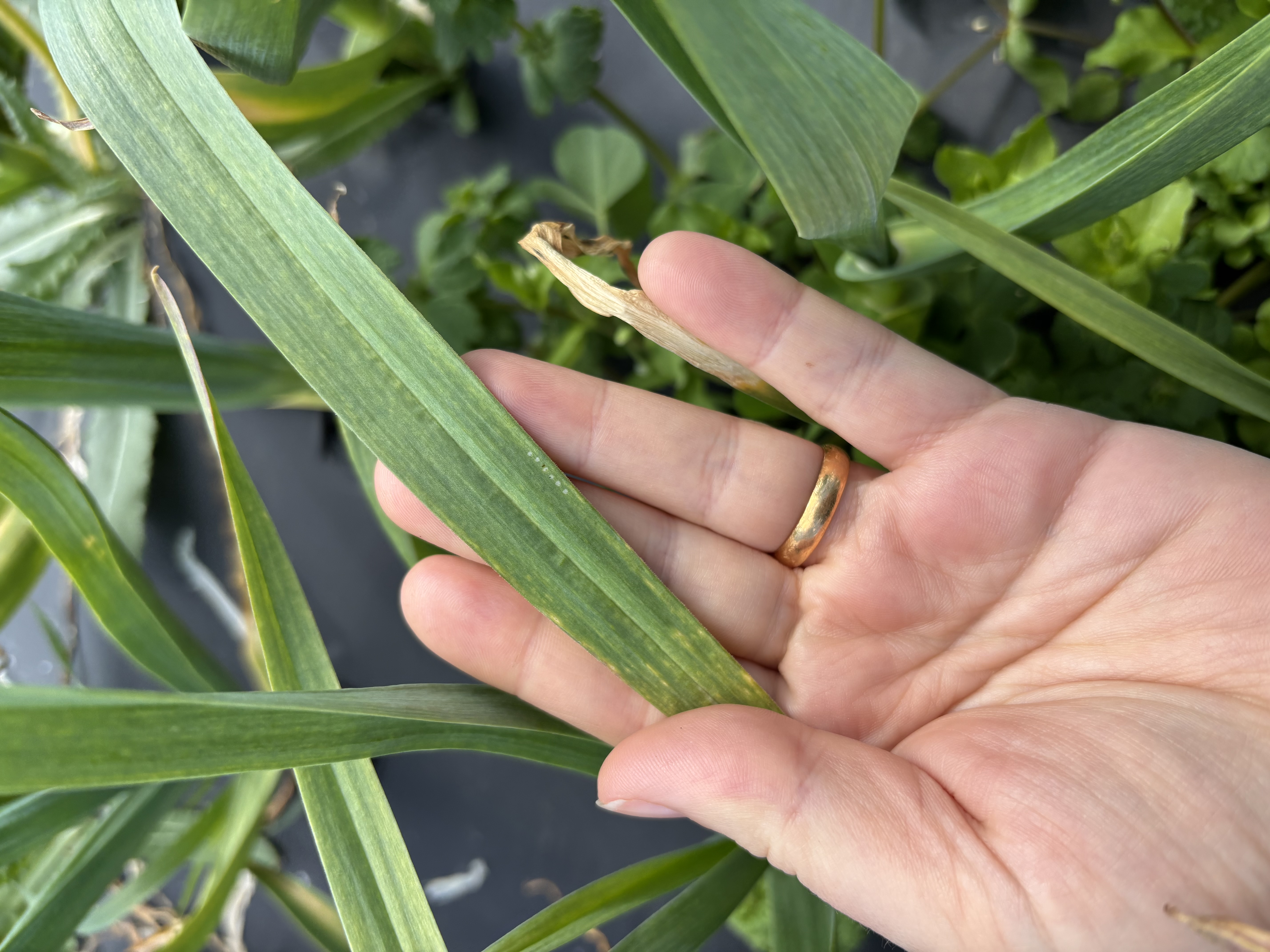 Oviposition scars on a garlic plant.
