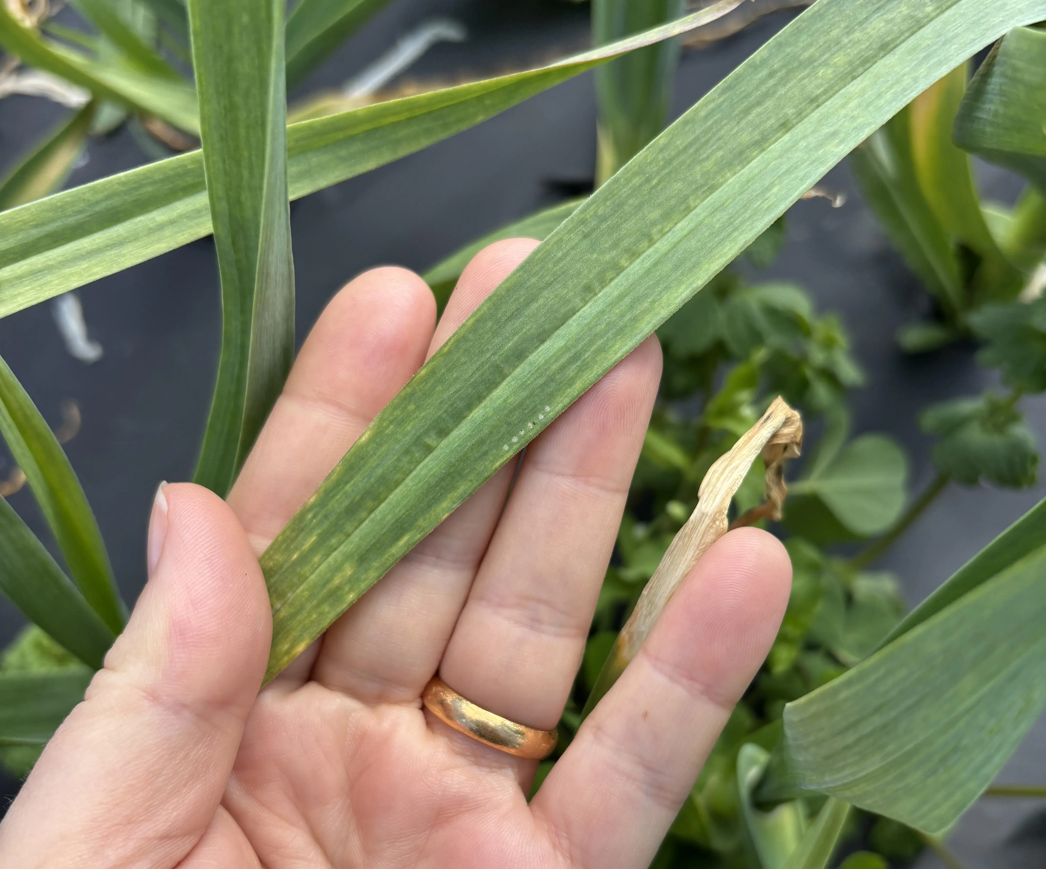 Oviposition scars on a garlic plant.